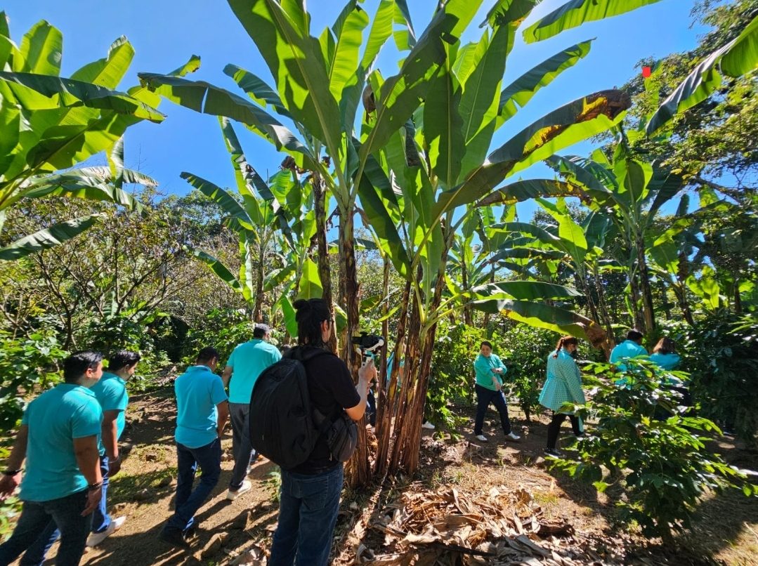 Recorrido turístico por el cafetal de altura de Cielo Abierto en Coatepec