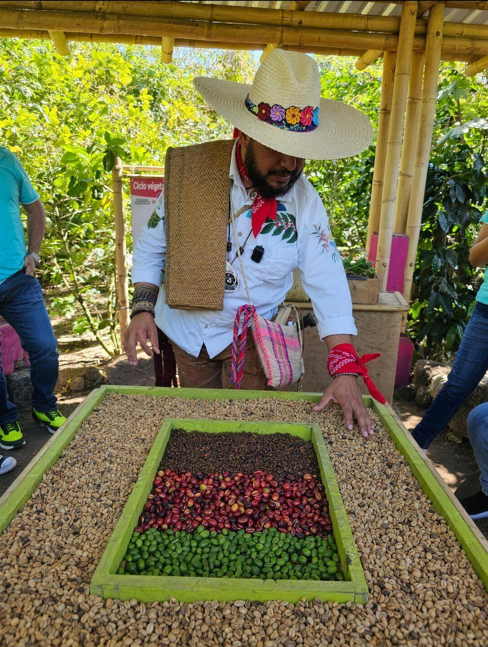 Productor de Cielo Abierto seleccionando cereza de café a mano en la finca de Coatepec