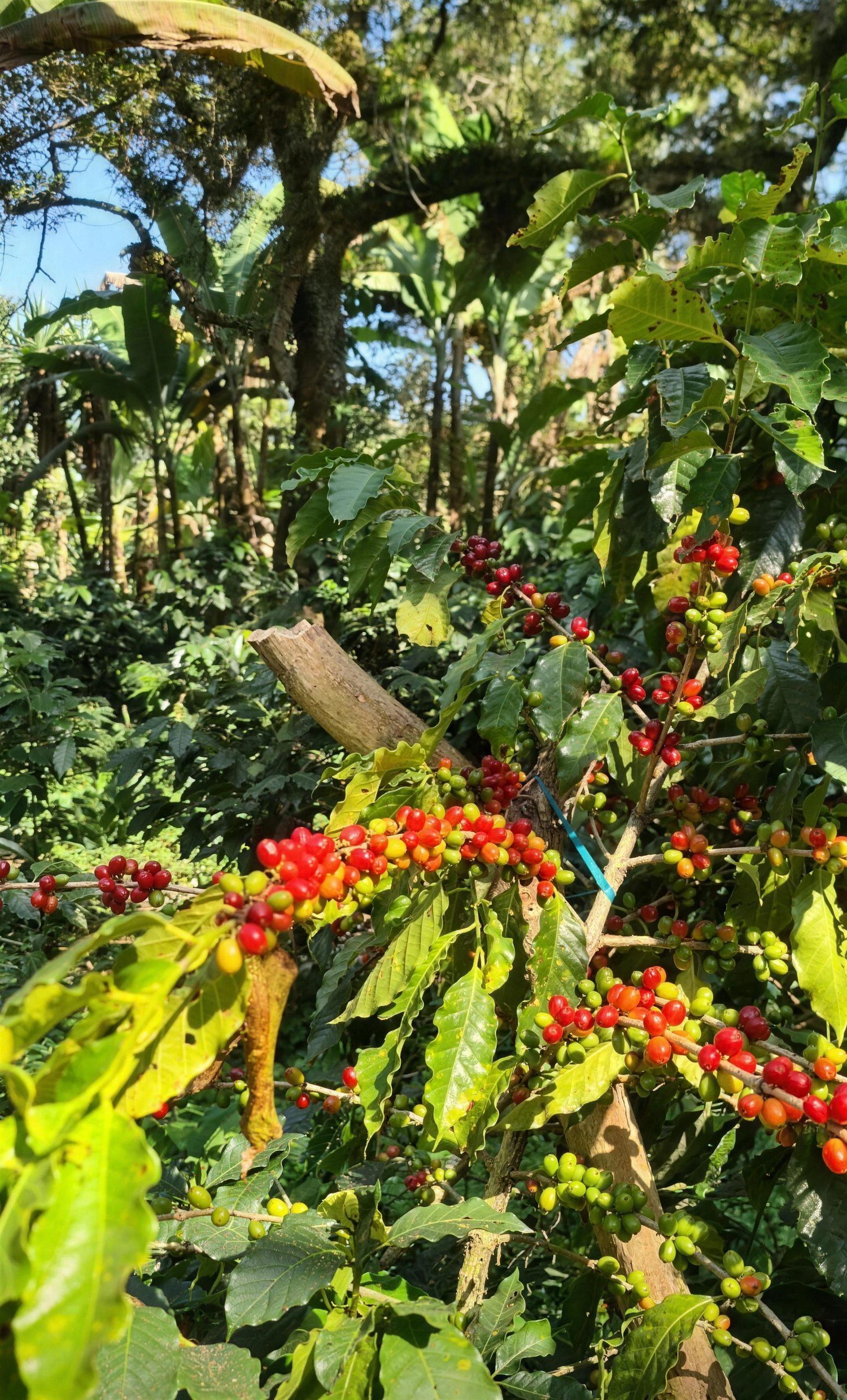 Cafetal de Coatepec con cerezas de café madurando bajo sombra