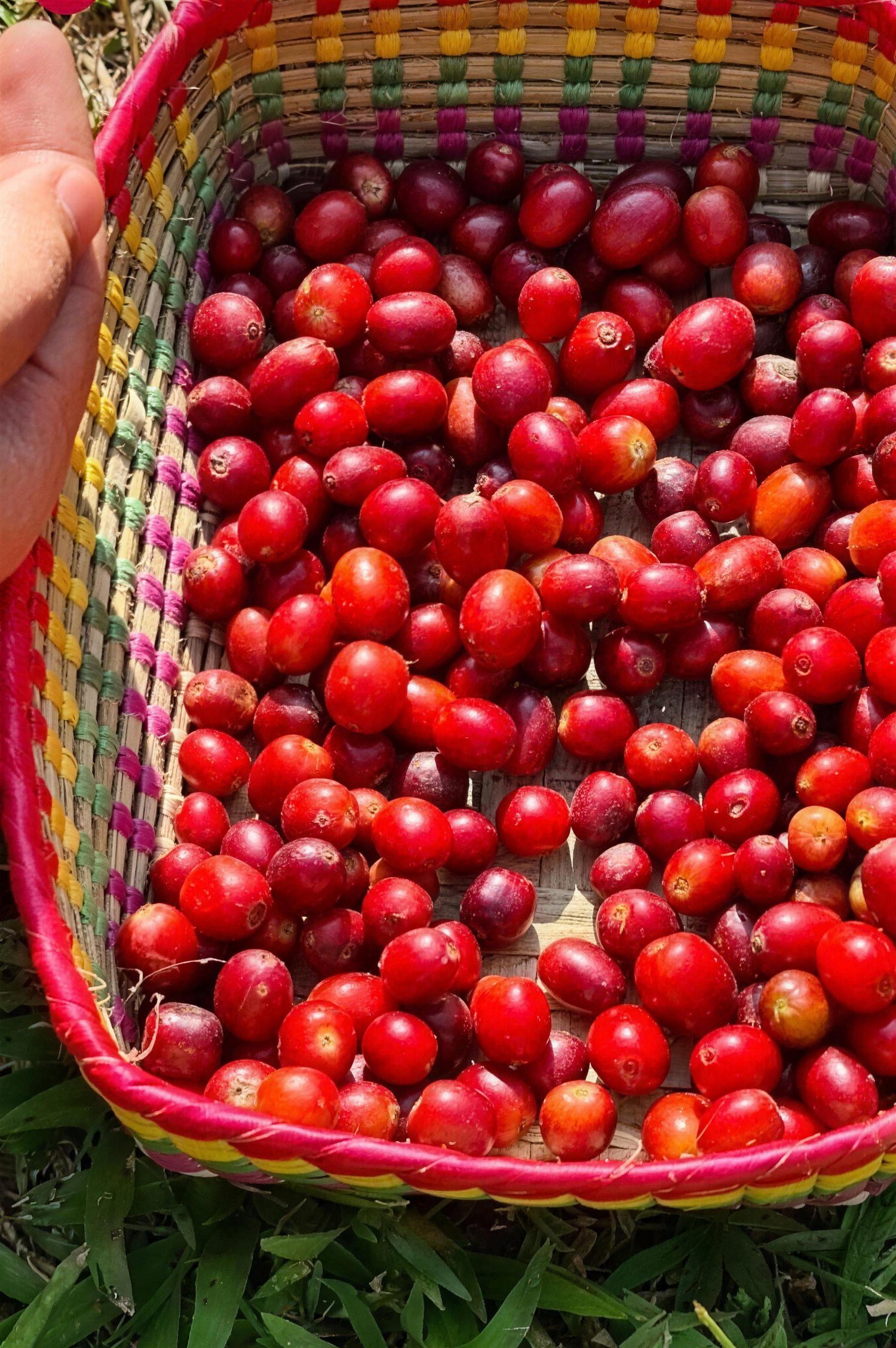 Cereza de café roja recién cortada a mano en la finca de Coatepec